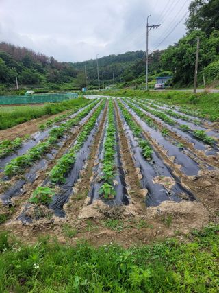 남명호님의 참깨 · 영농일지 작성글 사진