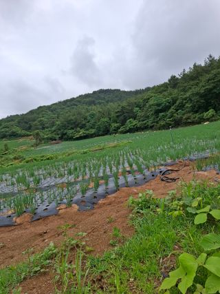 결단이님의 기타작물 · 영농일지 작성글 사진