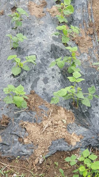김광신님의 벼 · 영농일지 작성글 사진