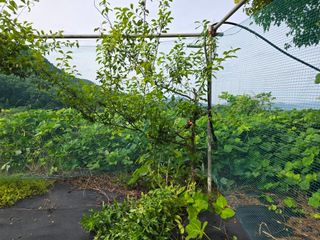 이종애님의 매실 · 영농일지 작성글 사진