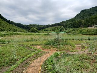 김홍중님의 두릅 · 영농일지 작성글 사진