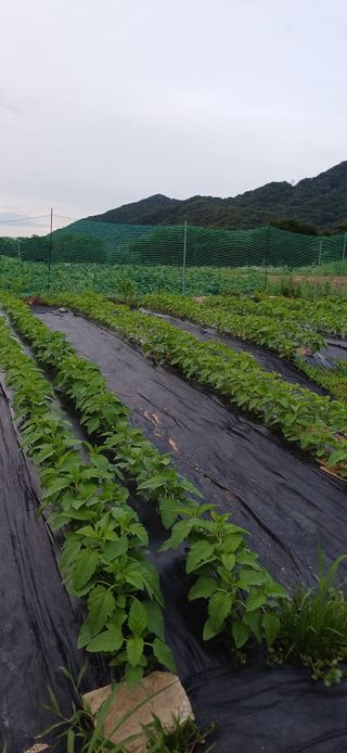 남궁봉님의 콩 · 영농일지 작성글 사진