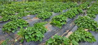 산골아찌님의 고구마 · 영농일지 작성글 사진