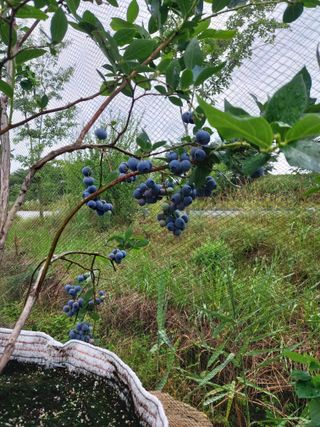 블루베리8828님의 블루베리 · 영농일지 작성글 사진