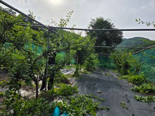 이종애님의 매실 · 영농일지 작성글 사진