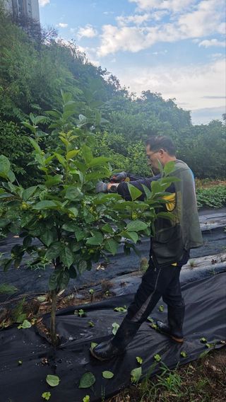 봉좌산님의 기타작물 · 영농일지 작성글 사진
