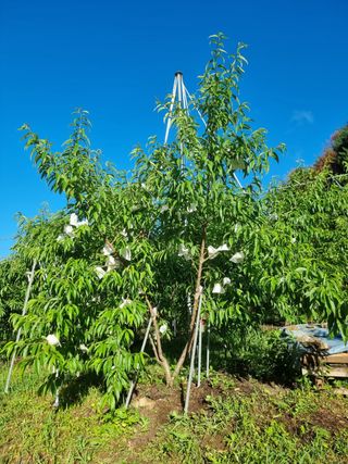 박기택님의 복숭아 · 영농일지 작성글 사진