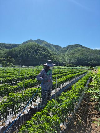 강윤석님의 기타작물 · 영농일지 작성글 사진