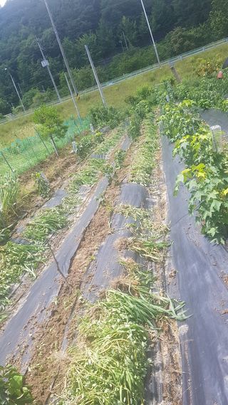 최춘득 청대산 님의 고구마 · 영농일지 작성글 사진