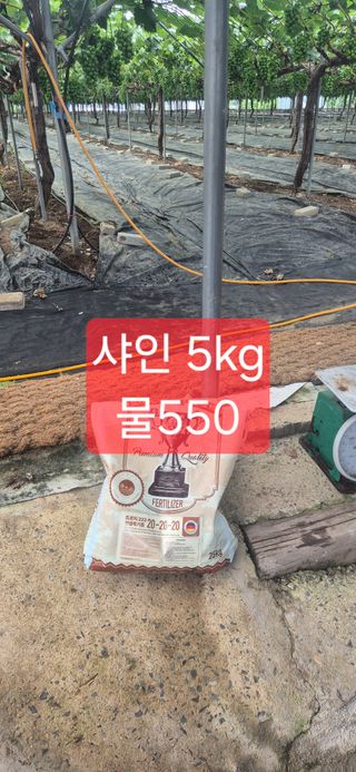 안정옥님의 포도 · 영농일지 작성글 사진