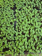팜모닝 기타작물·영농일지 게시글 이미지
