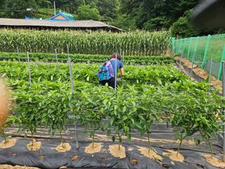 경달현님의 참깨 · 영농일지 작성글 사진