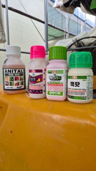 예비 초보농부님의 포도 · 영농일지 작성글 사진