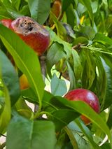팜모닝 기타작물·영농일지 게시글 이미지