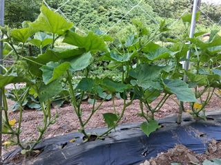 인생은 소풍처럼~님의 기타작물 · 영농일지 작성글 사진