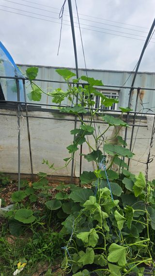 최석주님의 기타작물 · 영농일지 작성글 사진