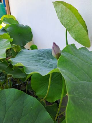 백련지기님의 기타작물 · 영농일지 작성글 사진