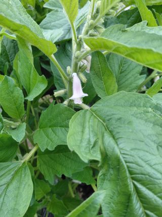 좋은인연원님의 기타작물 · 영농일지 작성글 사진
