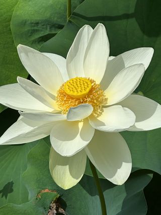 이익수님의 기타작물 · 영농일지 작성글 사진