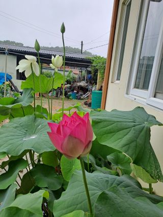 백련지기님의 기타작물 · 영농일지 작성글 사진