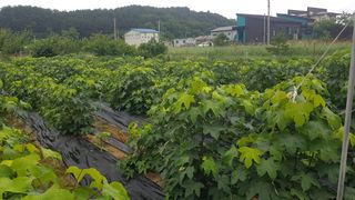 최춘득 청대산 님의 들깨 · 영농일지 작성글 사진