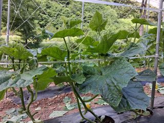 인생은 소풍처럼~님의 기타작물 · 영농일지 작성글 사진
