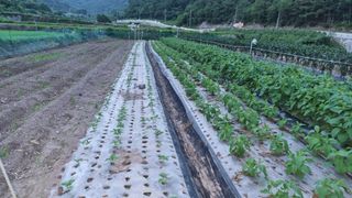 김동명님의 기타작물 · 영농일지 작성글 사진