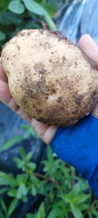 홍사용님의 기타작물 · 영농일지 작성글 사진