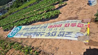 신안광열님의 들깨 · 영농일지 작성글 사진