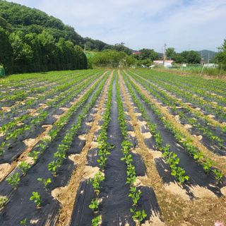 김경순님의 기타작물 · 영농일지 작성글 사진