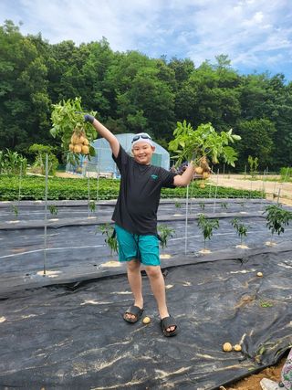 김용민님의 감자 · 영농일지 작성글 사진