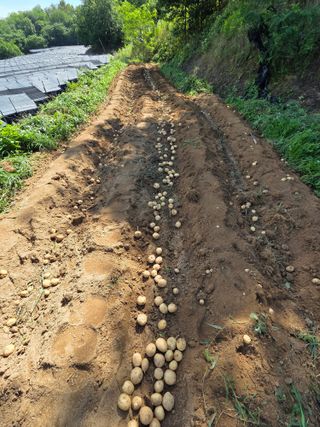 공주 음나무 농장님의 감자 · 영농일지 작성글 사진