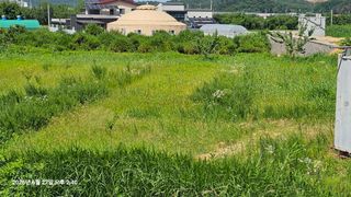 장정규님의 복숭아 · 영농일지 작성글 사진