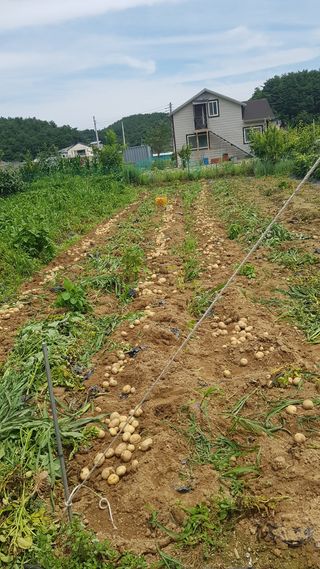 최춘득 청대산 님의 기타작물 · 영농일지 작성글 사진