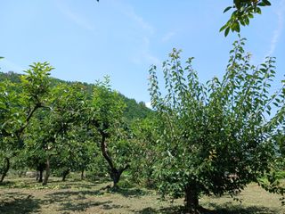 김유봉님의 감 · 영농일지 작성글 사진