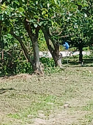 김유봉님의 감 · 영농일지 작성글 사진