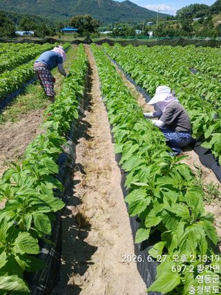 박수연님의 참깨 · 영농일지 작성글 사진