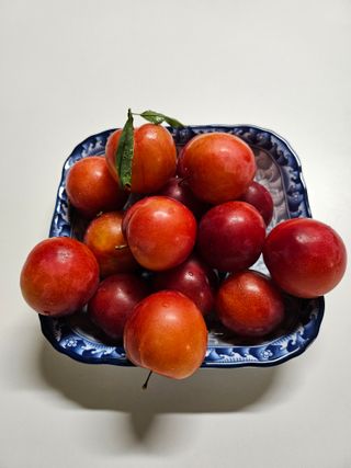 서정훈 님의 기타작물 · 영농일지 작성글 사진