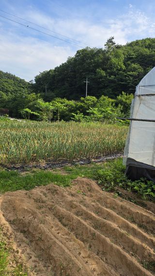 이규섭님의 들깨 · 영농일지 작성글 사진