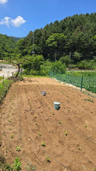 이규섭님의 참깨 · 영농일지 작성글 사진