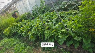 최석주님의 기타작물 · 영농일지 작성글 사진