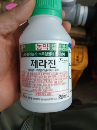 라이온3241님의 귤 · 영농일지 작성글 사진