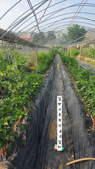 최석주님의 기타작물 · 영농일지 작성글 사진