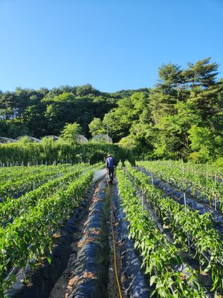 정진용님의 호박 · 영농일지 작성글 사진