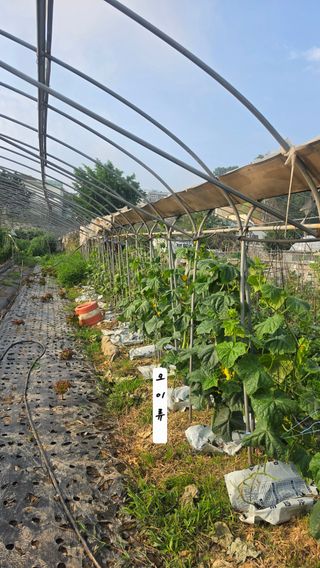 최석주님의 기타작물 · 영농일지 작성글 사진