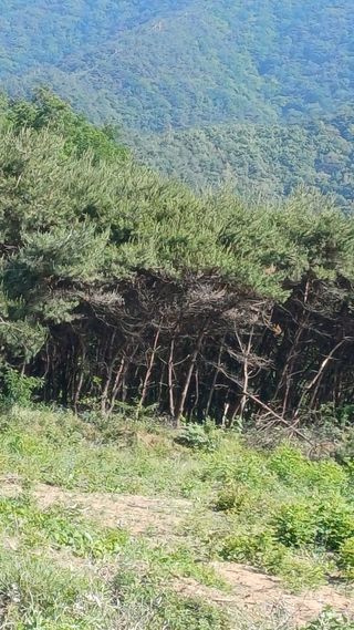 박순덕님의 기타작물 · 영농일지 작성글 사진