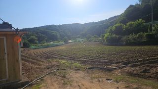 김상년님의 콩 · 영농일지 작성글 사진
