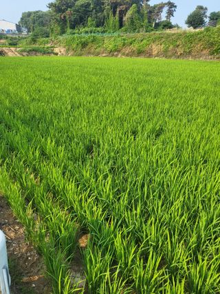 최병우님의 벼 · 영농일지 작성글 사진