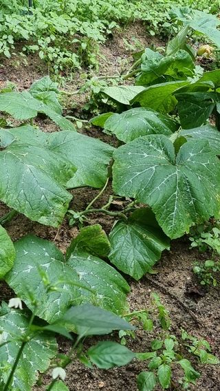 권혁렬님의 호박 · 영농일지 작성글 사진