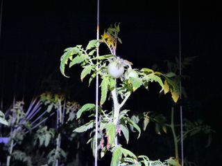 늘햇살팜 님의 기타작물 · 영농일지 작성글 사진
